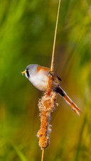 The molting of birds conceals great wisdom