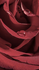 The high level of appearance of six flower