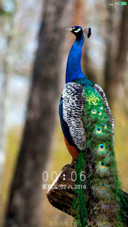 Nature Greenify In Designs 