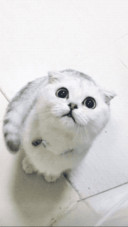 萌萌哒