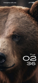 Bear
