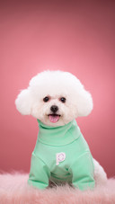 Greenclothed bichon frises