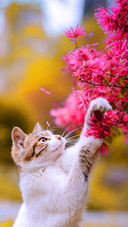 The little cat in the sea of flowers