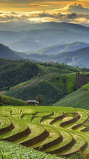 Beautiful Terraced Fields