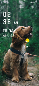 Pet Dog
