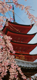 beautiful Japan-PAIXIN