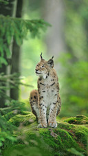 A Civet Cat Standing on The Moss in The Forest