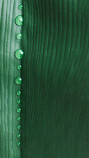 Plant3