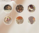 猫猫