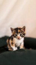 A newborn stray cat kitten in the nest