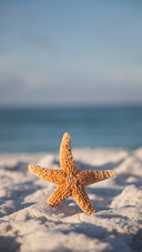 Beach starfish