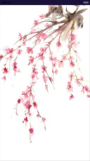 情恋珠花