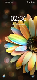 Rainbow Sunflower