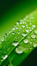Raindrops (12)
