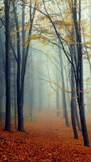 Green forest