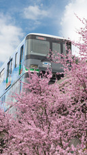 Spring Train Flower Sea Journey