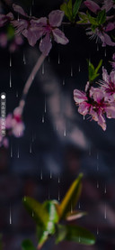 春花