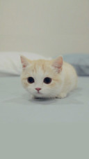 猫猫