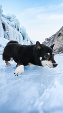 A shiba inu lying on the glacier