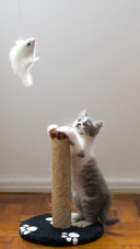 爱玩的小猫咪