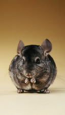 A comprehensive guide to the care of chinchillas