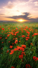 The red flowers have bloomed
