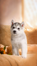 A Funny Puppy With A Bouquet Of Flowers Wishes Happy Holiday