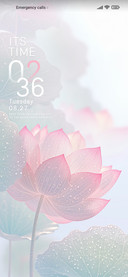 Lotus Summer