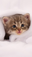 The kitten is on the blanket