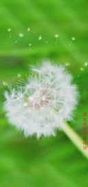 蒲公英飘飞