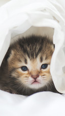The tigerstriped kitten in the quilt