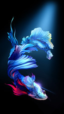 Amoled fish underwater