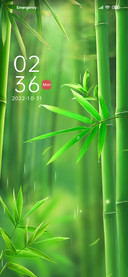 Zen+green+bamboo