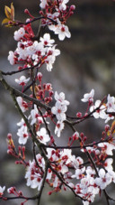 White cherry blossom