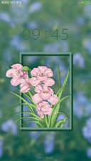 紫色地丁