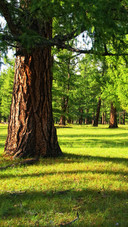 Green Forest