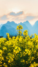 The rape flowers in wanfenglin