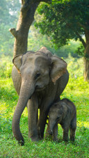Ceylon elephant in yala national park
