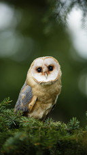 A Cute Owl Standing on The Branch