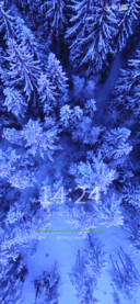 Blue fog forest