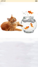 猫和金鱼