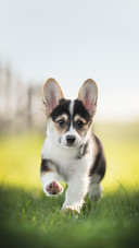 A Tricolor Welsh Corgi Pembroke Puppy Running on Green Grass