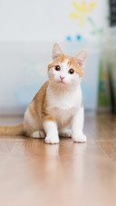 Cat (7)