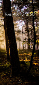 Canopy