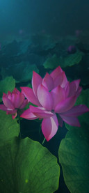 动态 荷花开放