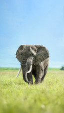 Elephants also have canteens