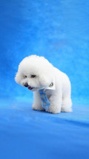 How should tear stains on bichon frises be dealt with