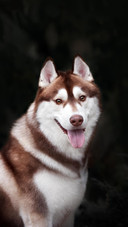 Dog257