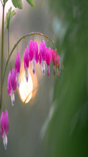 The flowers after the rain