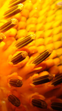 sunflower (5)